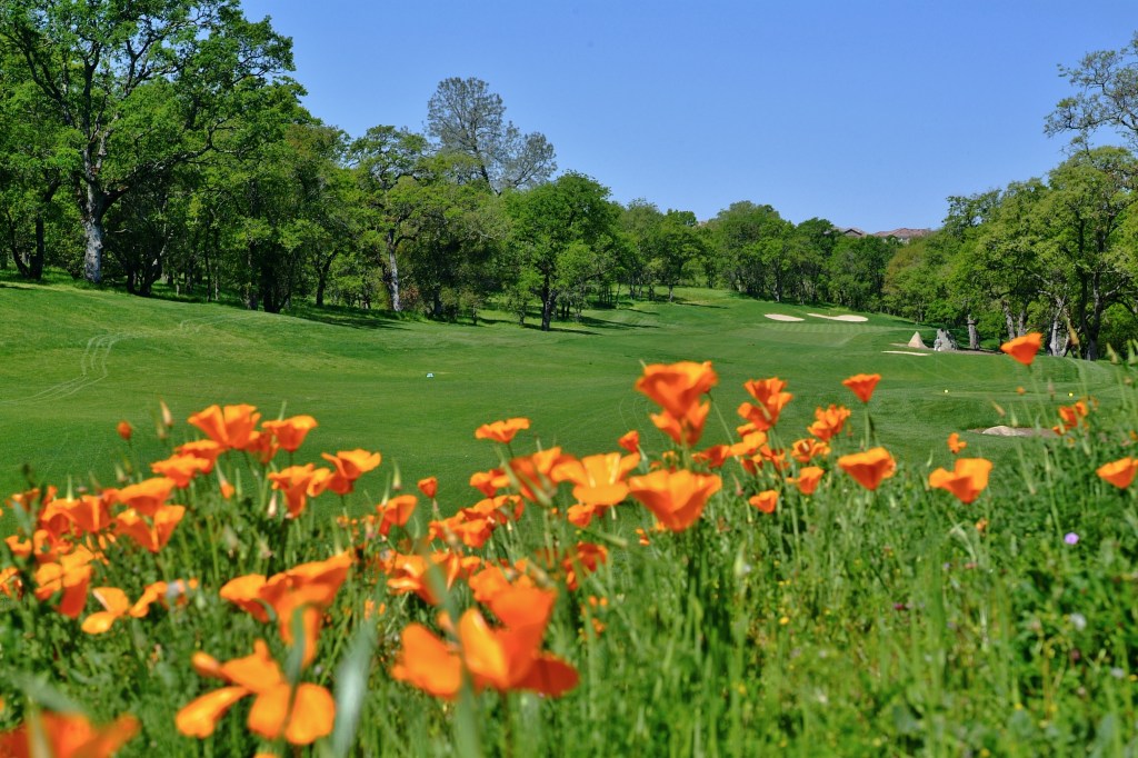 Hole three greens with orange flowers in the foreground